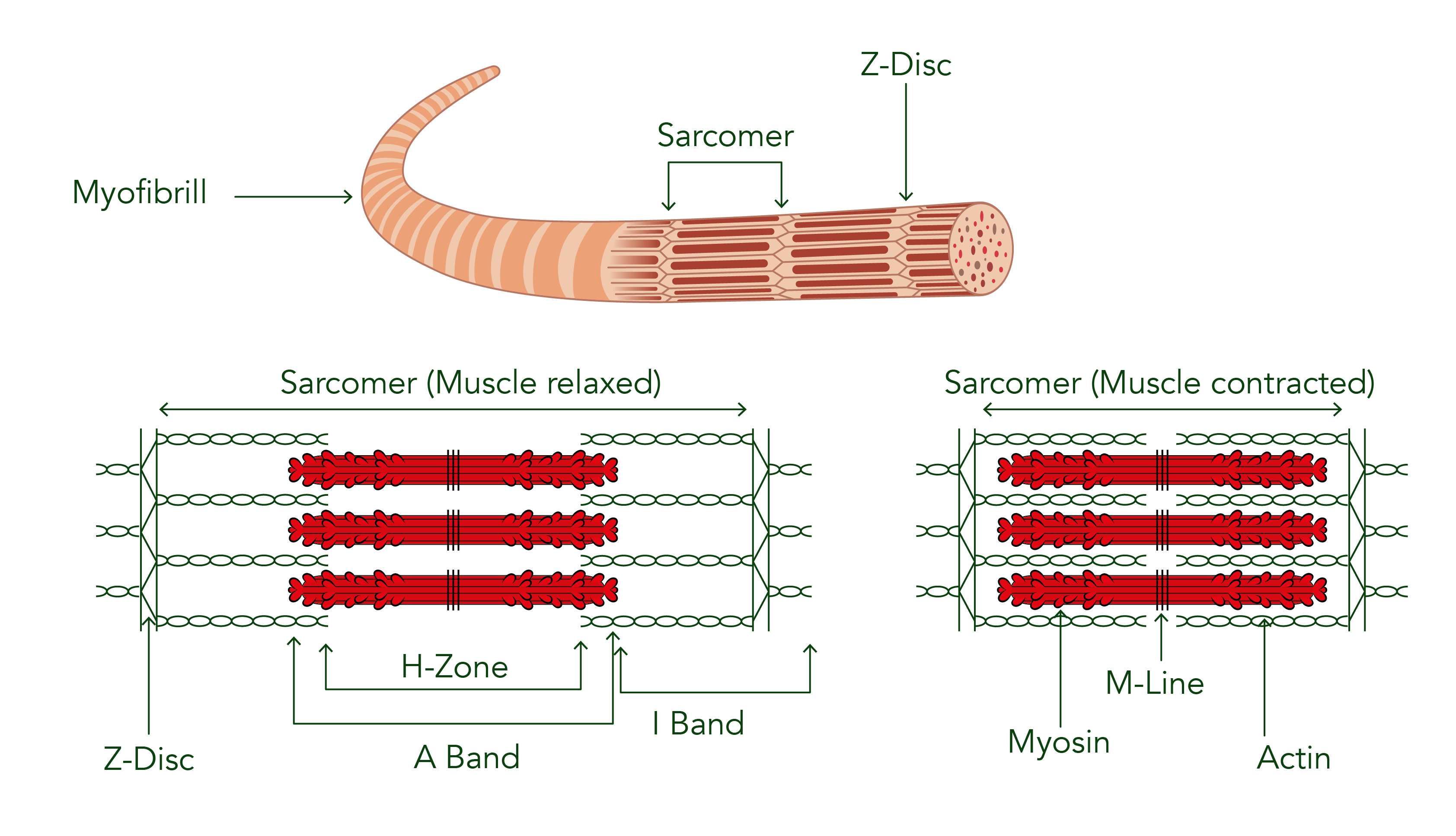 Anatomy of the muscle